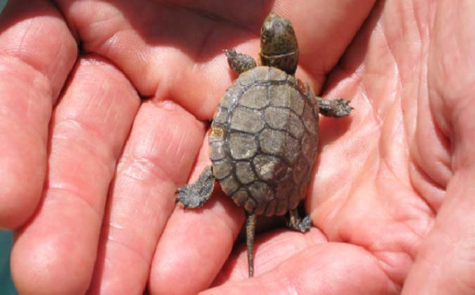 How to Adopt a Turtle – Women Work